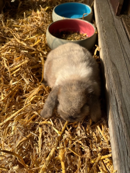 Image 2 : Crèche et foyer de jour pour enfant à Capellen : Gekko Sàrl